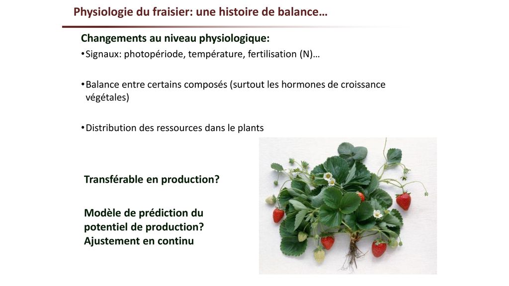 Physiologie du fraisier: une histoire de balance…