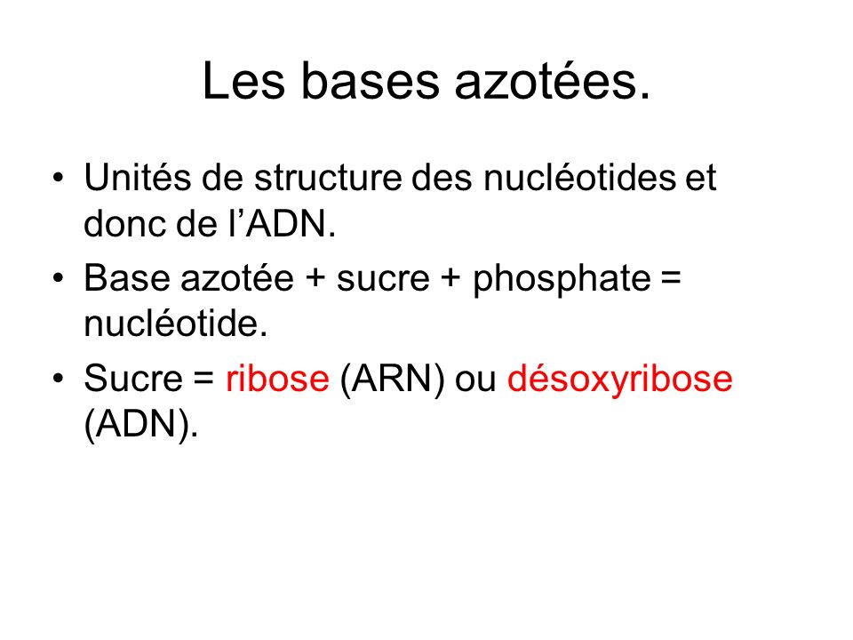 Les bases azotées. Unités de structure des nucléotides et donc de l’ADN. Base azotée + sucre + phosphate = nucléotide.