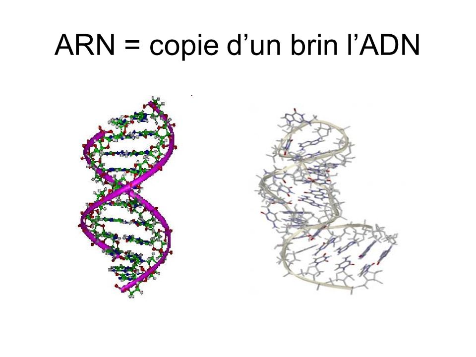ARN = copie d’un brin l’ADN