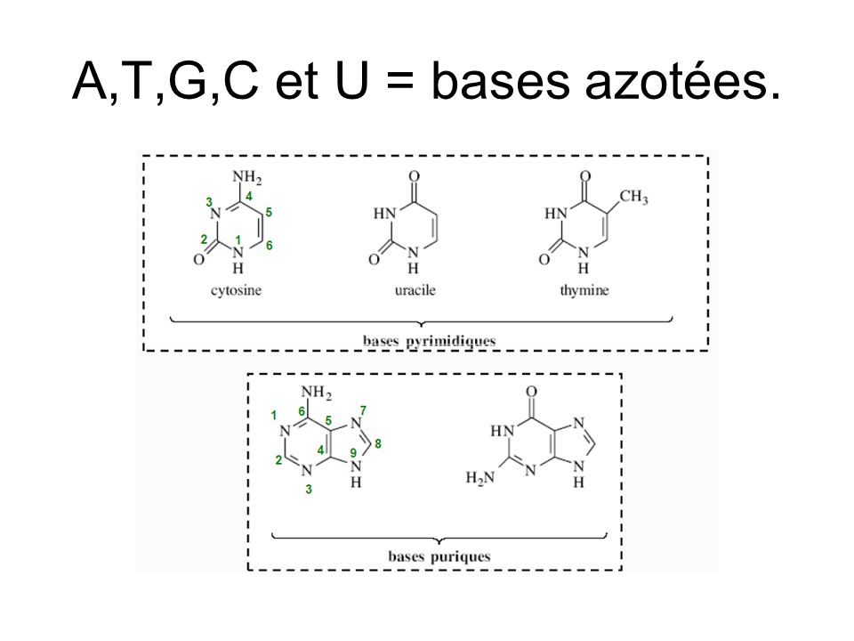 A,T,G,C et U = bases azotées.