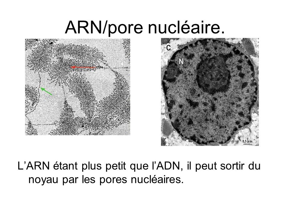 ARN/pore nucléaire.