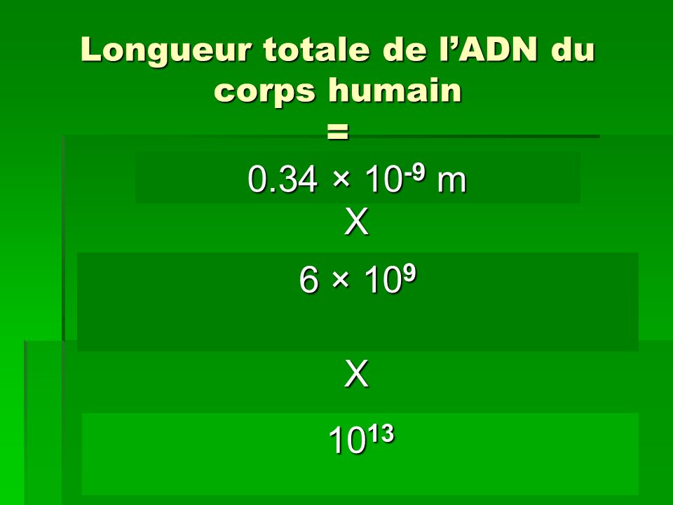 Longueur totale de l’ADN du corps humain =