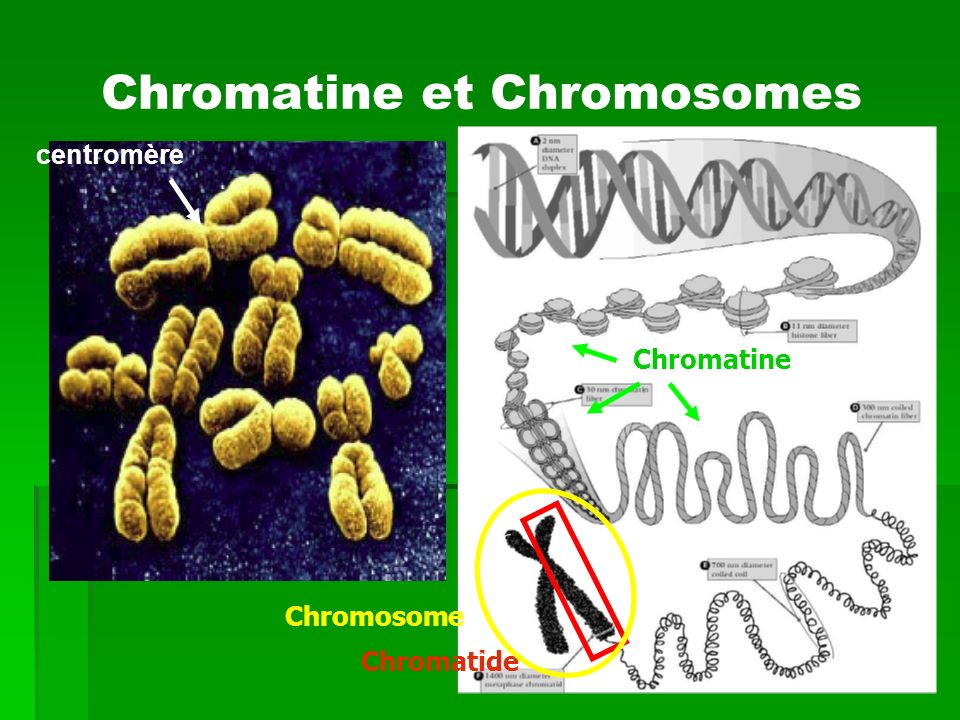 Chromatine et Chromosomes
