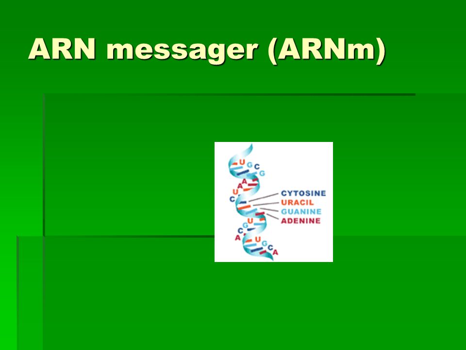 ARN messager (ARNm)