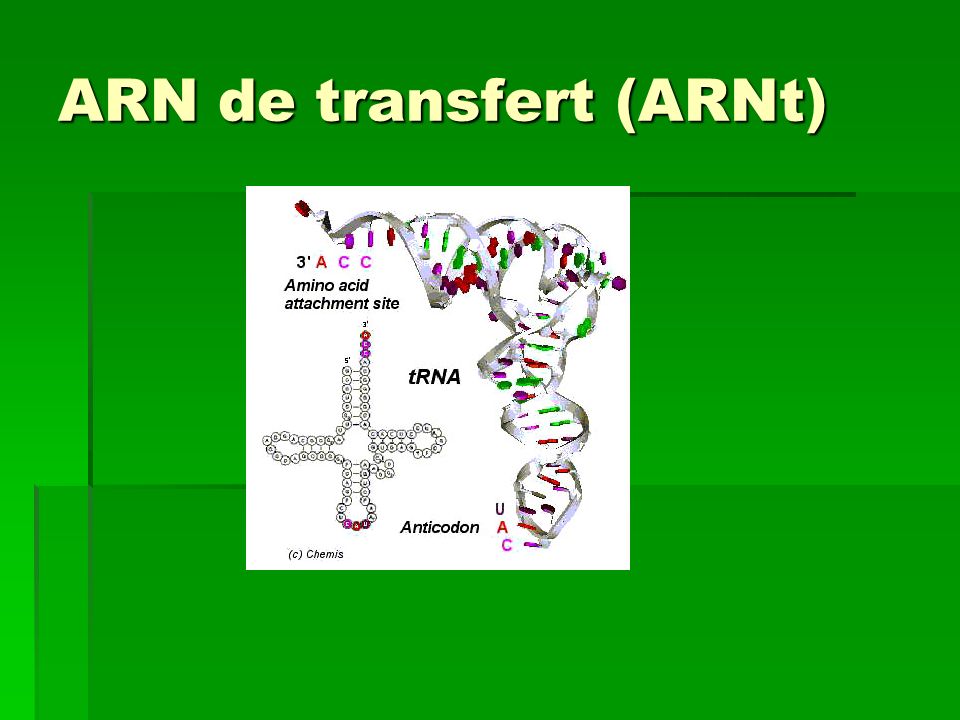 ARN de transfert (ARNt)
