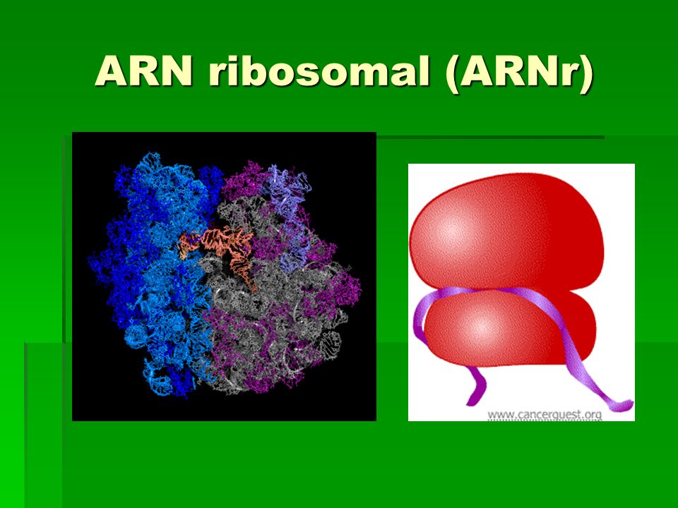 ARN ribosomal (ARNr)