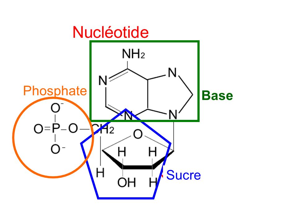 Nucléotide Phosphate Base Sucre