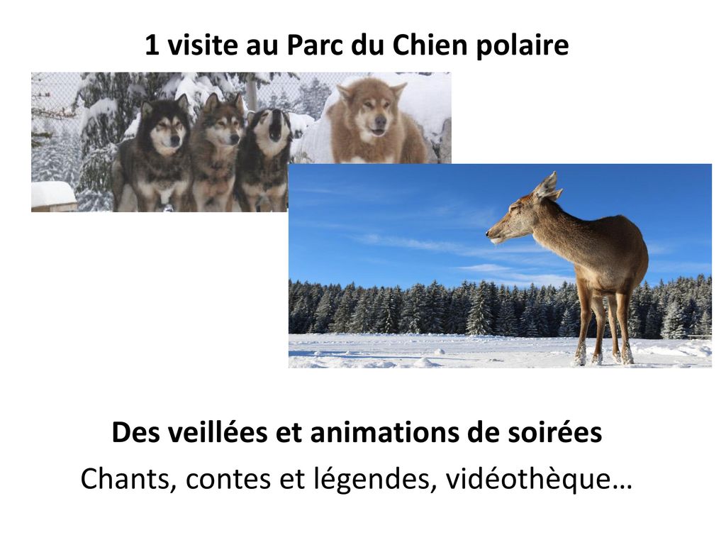 1 visite au Parc du Chien polaire Des veillées et animations de soirées Chants, contes et légendes, vidéothèque…