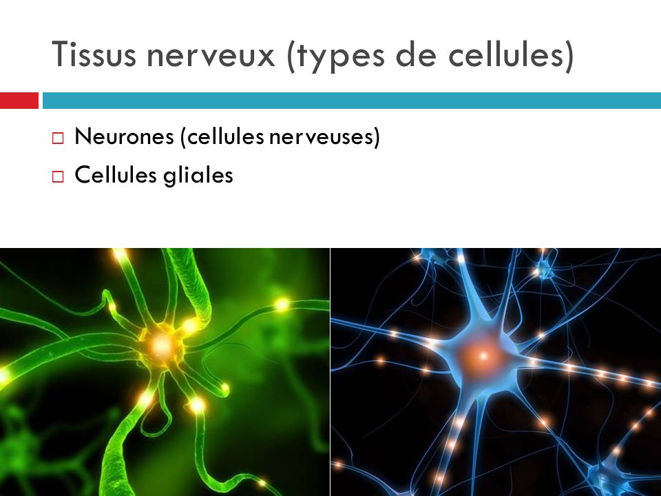Tissus nerveux (types de cellules)