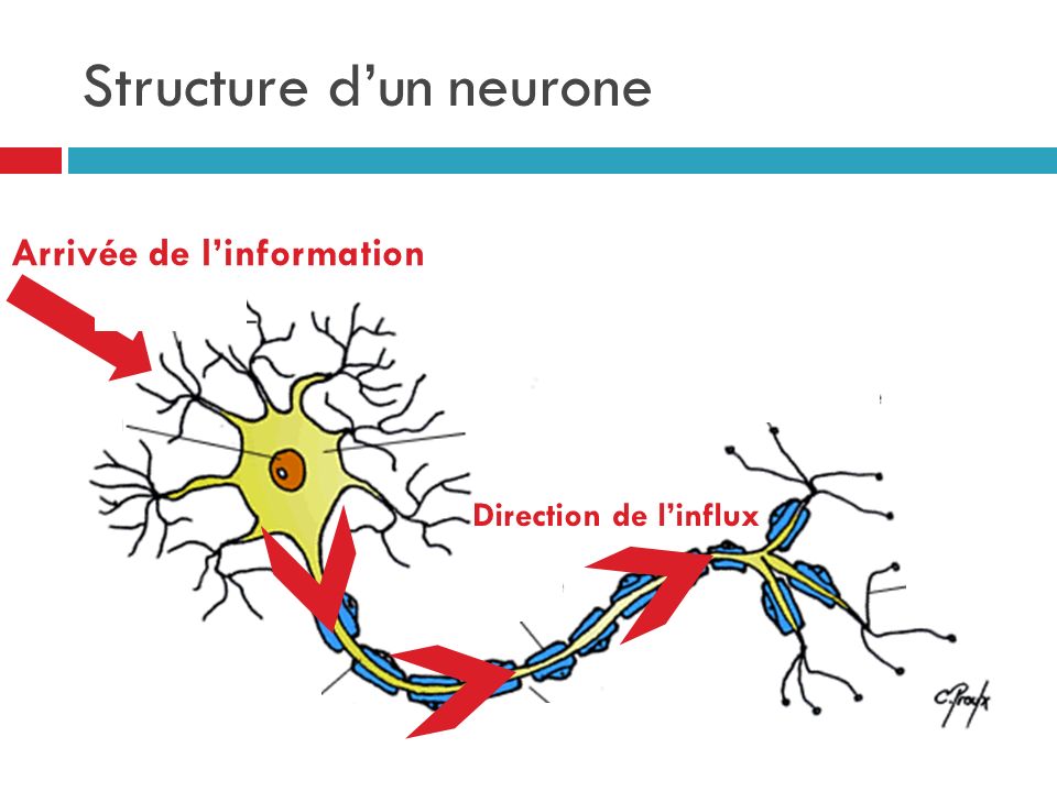 Structure d’un neurone