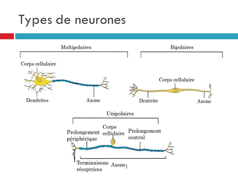 Types de neurones
