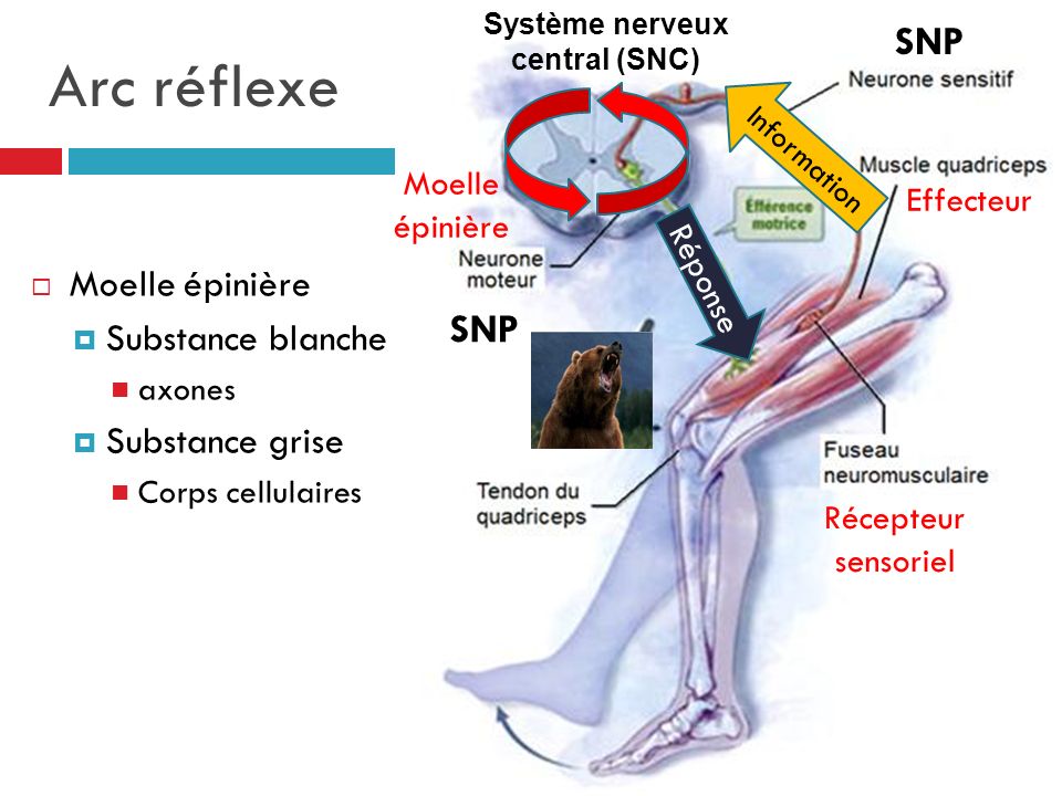 Système nerveux central (SNC)