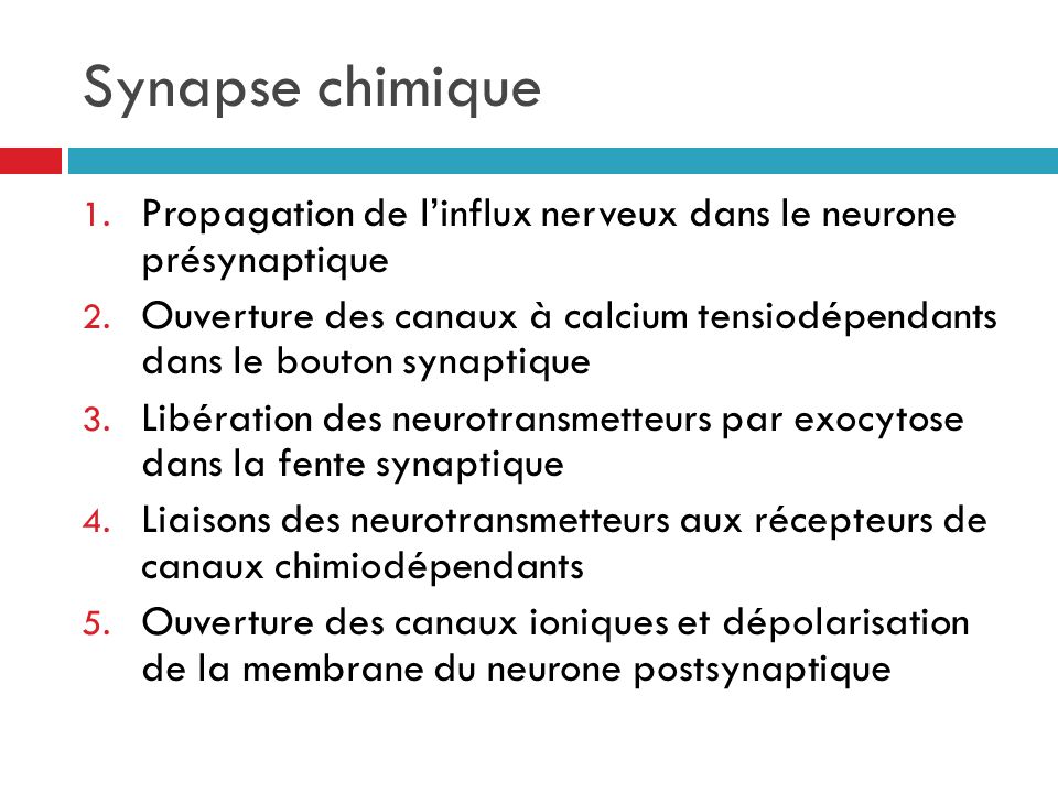 Synapse chimique Propagation de l’influx nerveux dans le neurone présynaptique.