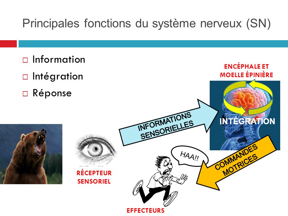 Principales fonctions du système nerveux (SN)