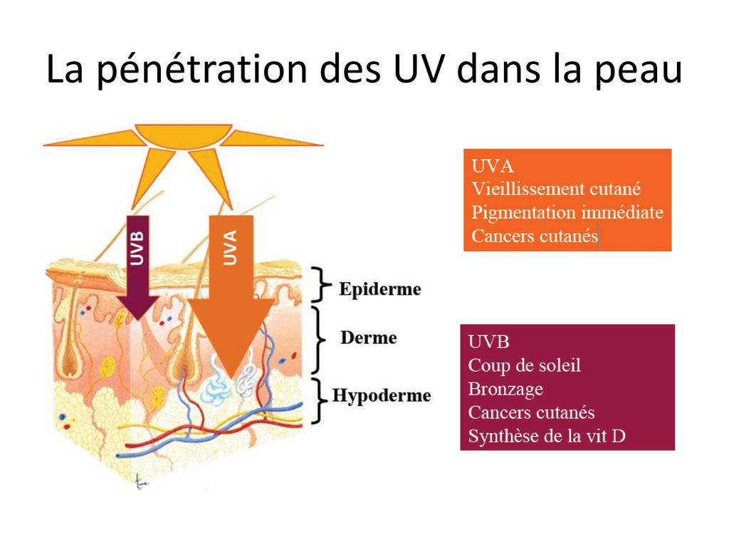 La pénétration des UV dans la peau