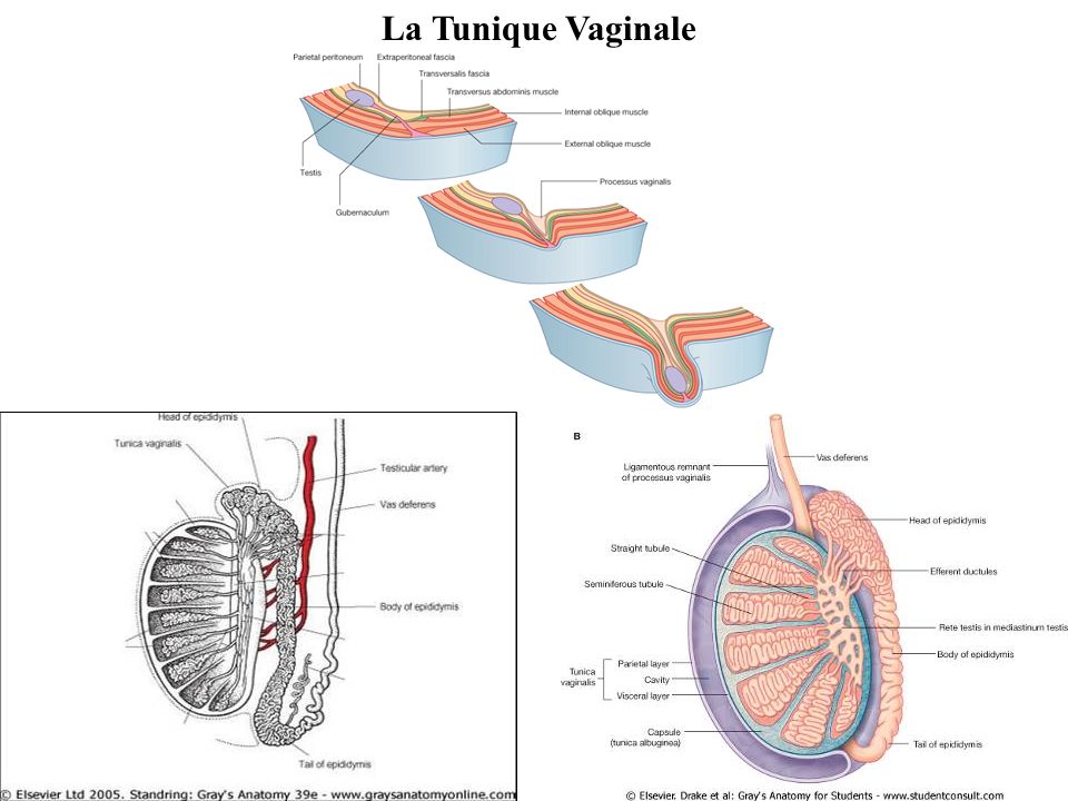La Tunique Vaginale