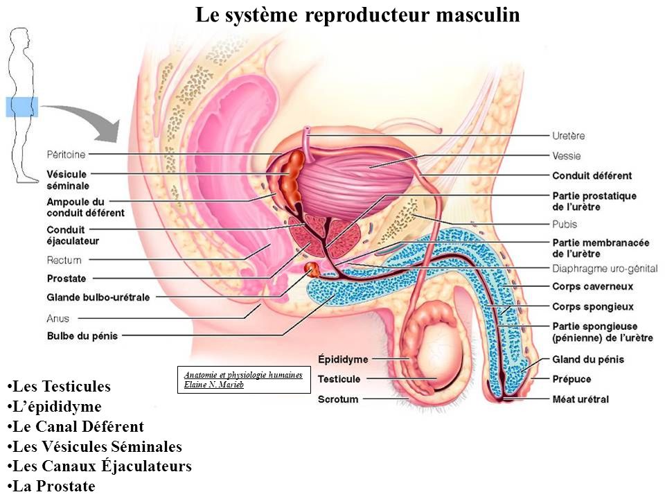 Le système reproducteur masculin