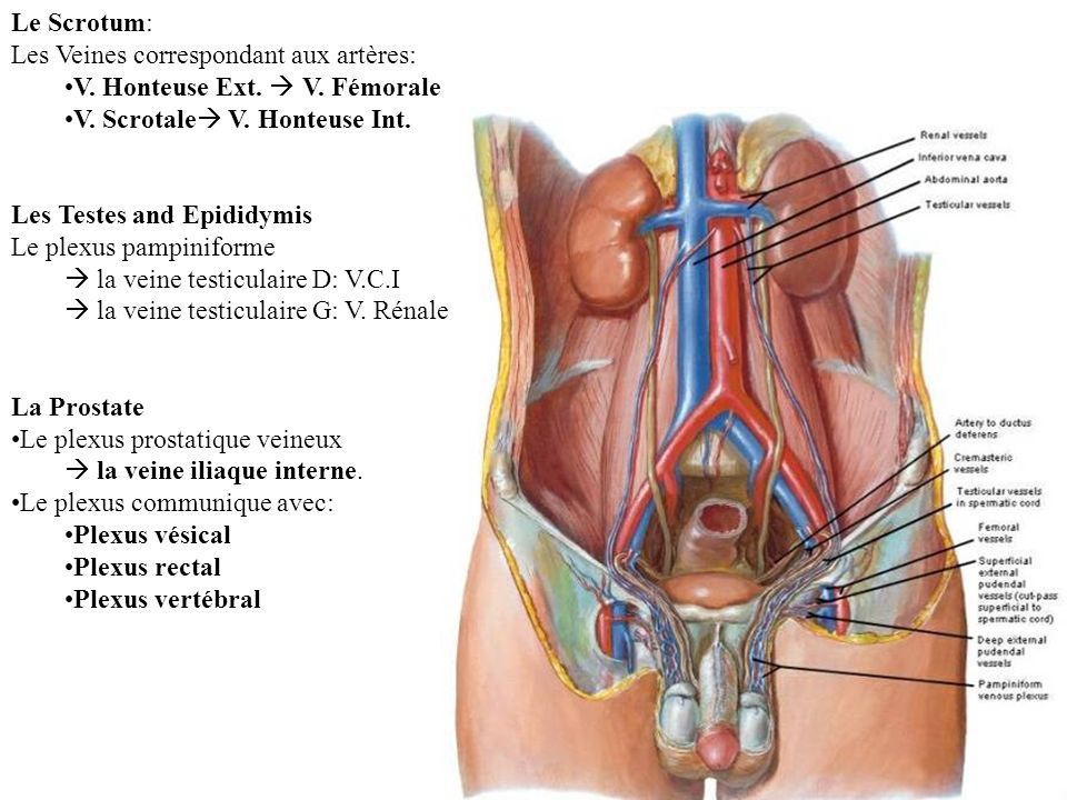 Le Scrotum: Les Veines correspondant aux artères: V. Honteuse Ext.  V. Fémorale. V. Scrotale V. Honteuse Int.