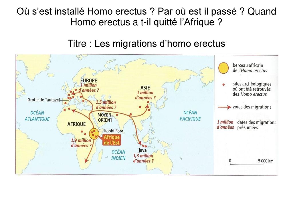 Où s’est installé Homo erectus. Par où est il passé