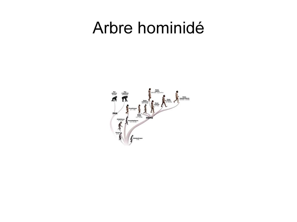 Arbre hominidé