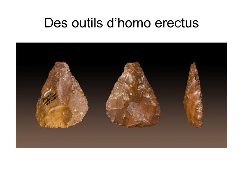 Des outils d’homo erectus