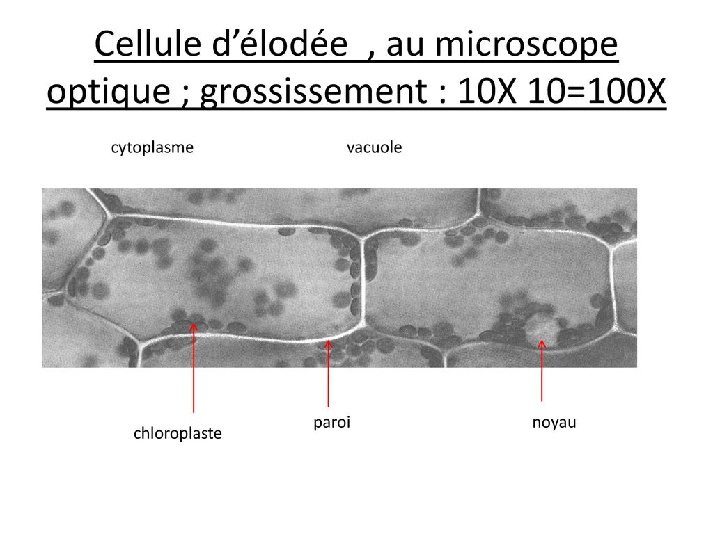 Cellule d’élodée , au microscope optique ; grossissement : 10X 10=100X