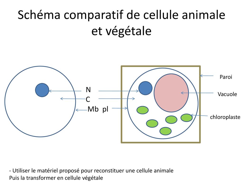 Schéma comparatif de cellule animale et végétale