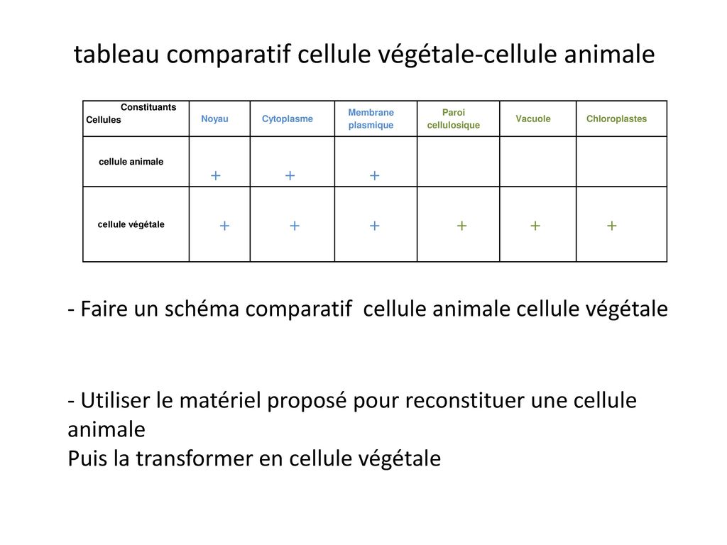 tableau comparatif cellule végétale-cellule animale