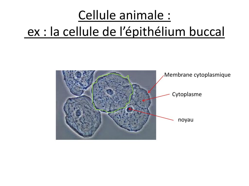 Cellule animale : ex : la cellule de l’épithélium buccal