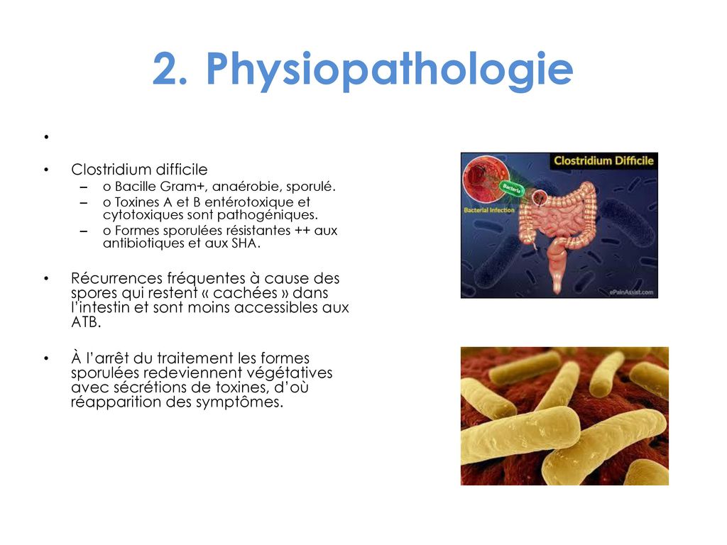 2. Physiopathologie Clostridium difficile