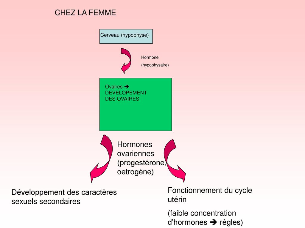 Hormones ovariennes (progestérone, oetrogène)