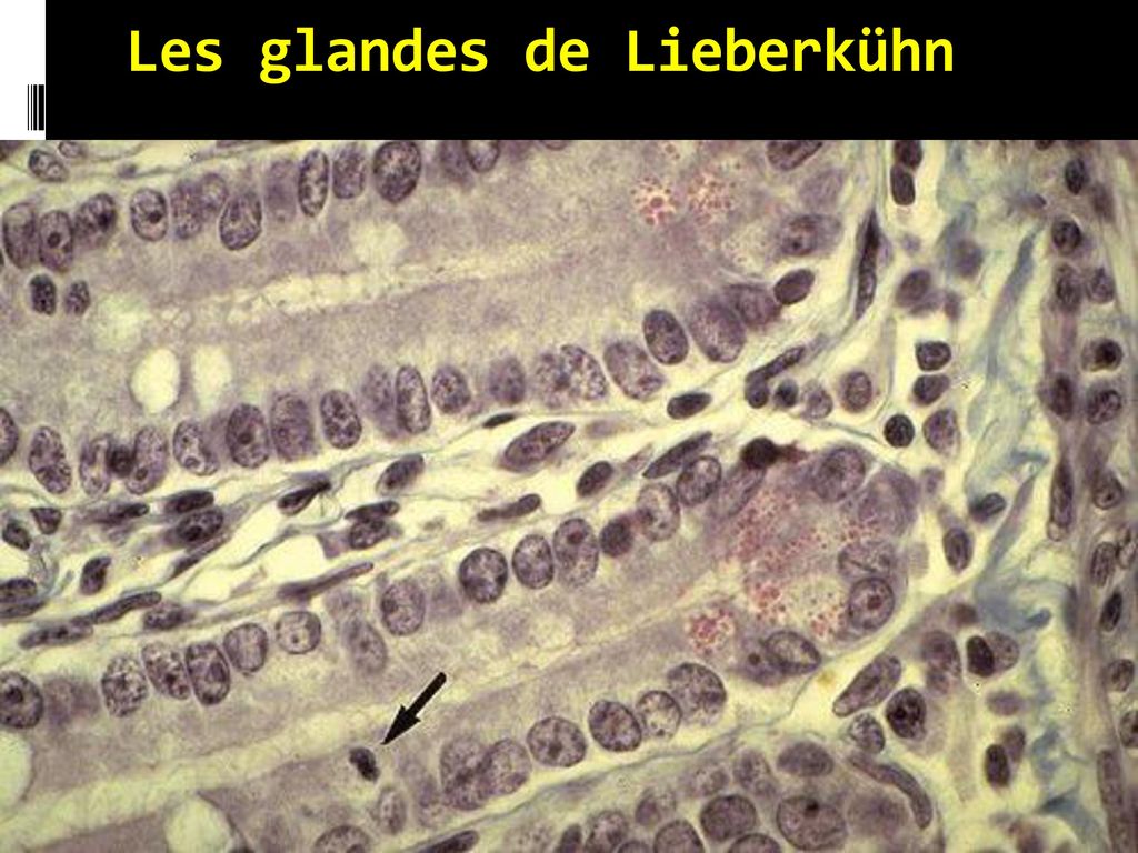 Les glandes de Lieberkühn