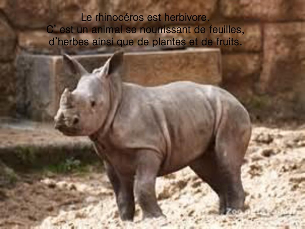 Le rhinocéros est herbivore.