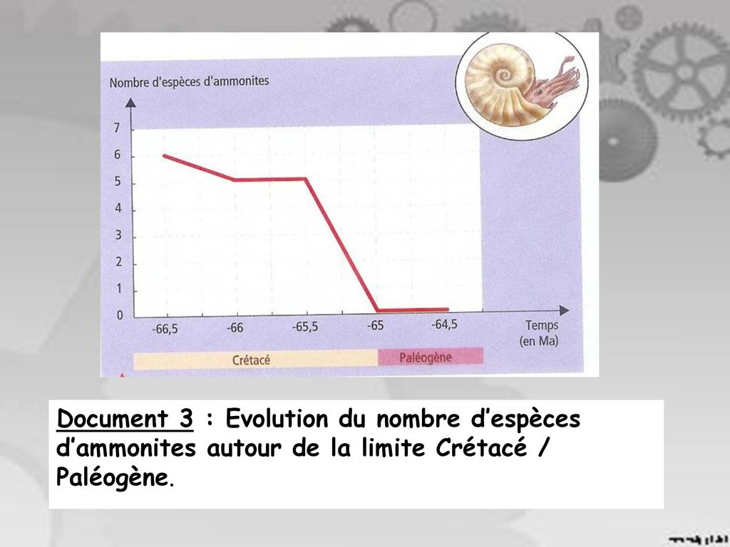 Document 3 : Evolution du nombre d’espèces d’ammonites autour de la limite Crétacé / Paléogène.