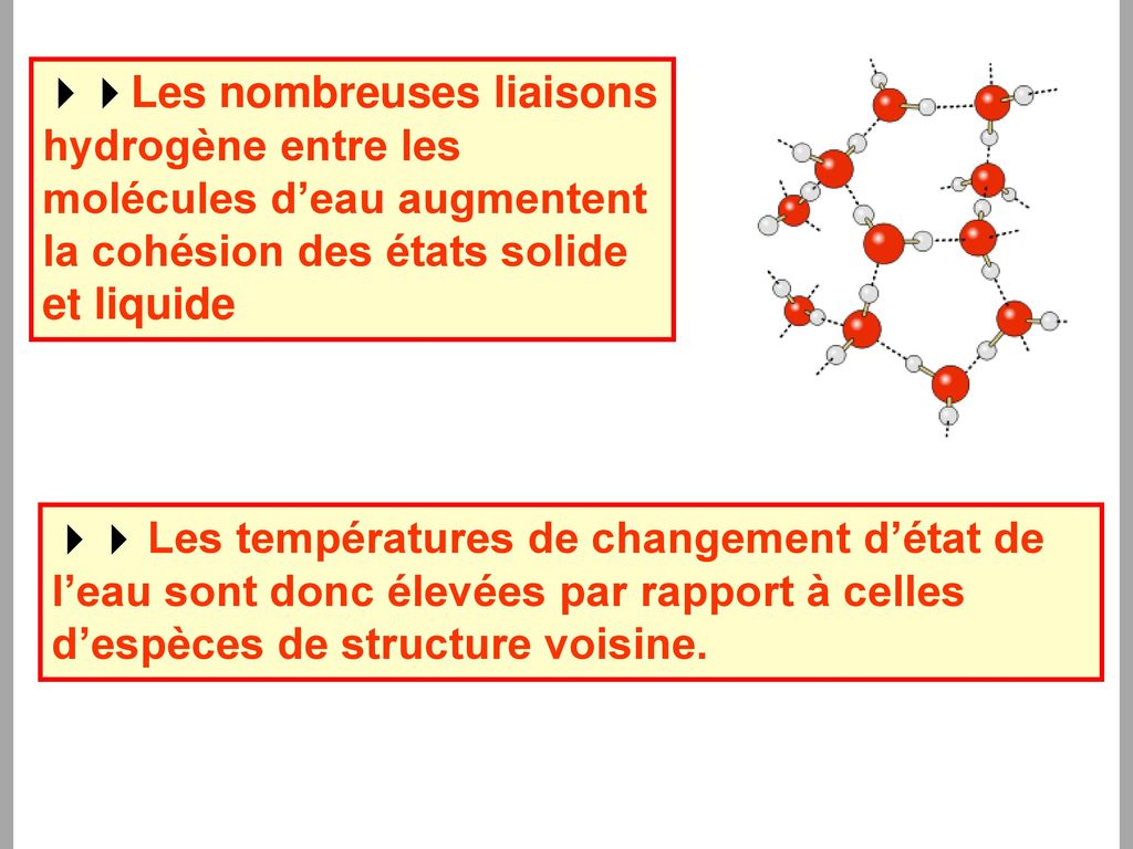 Les nombreuses liaisons hydrogène entre les molécules d’eau augmentent la cohésion des états solide et liquide