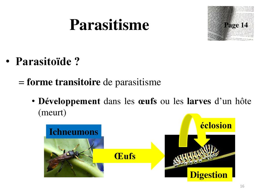 Parasitisme Parasitoïde = forme transitoire de parasitisme