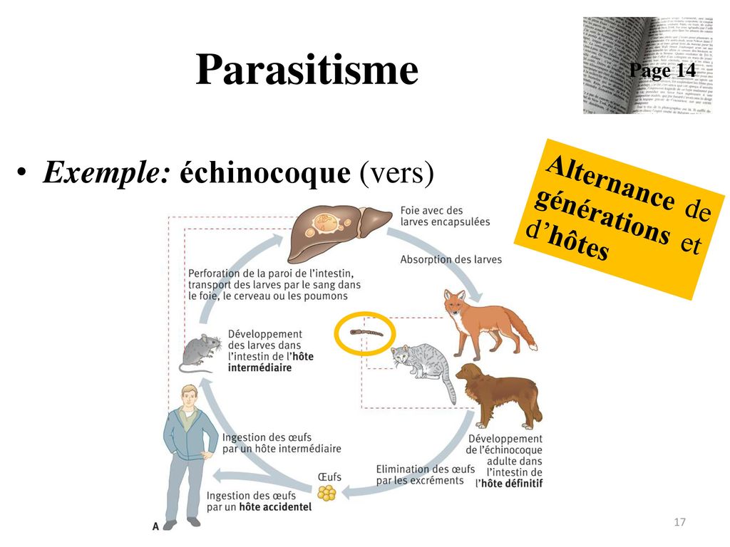 Parasitisme Exemple: échinocoque (vers)