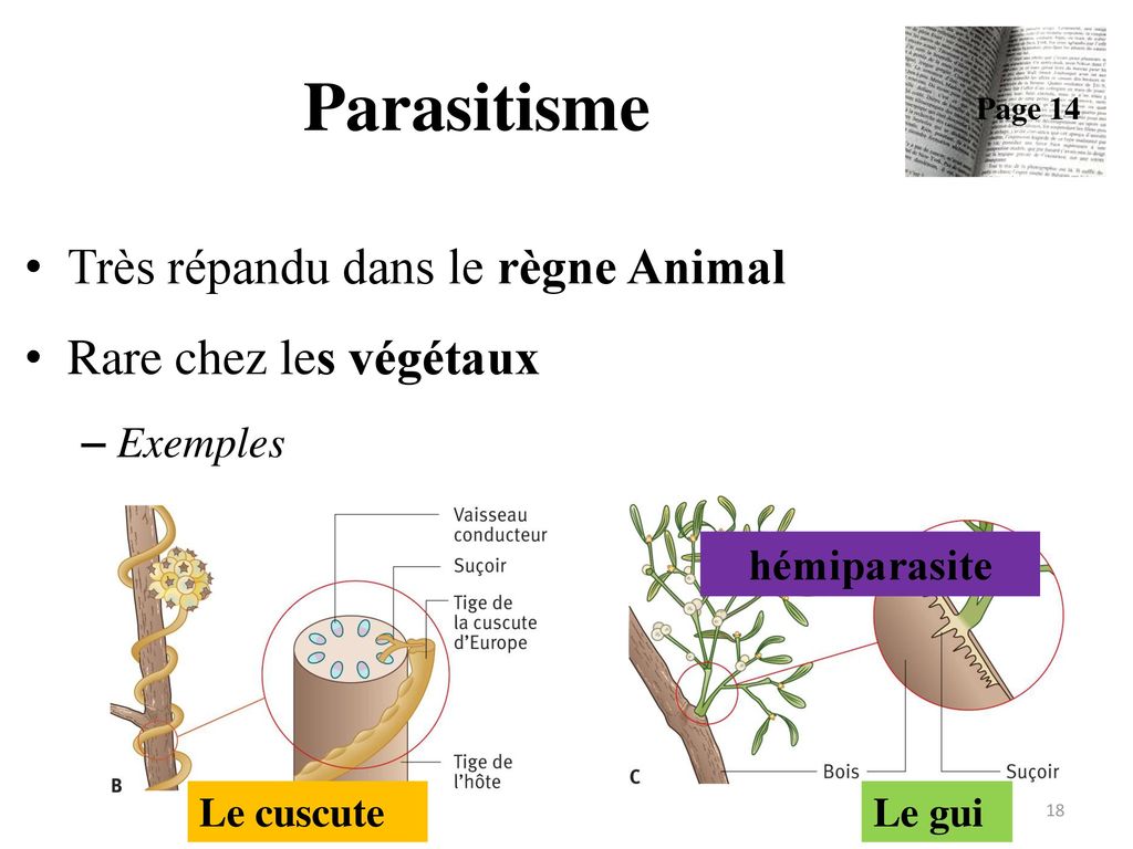Parasitisme Très répandu dans le règne Animal Rare chez les végétaux