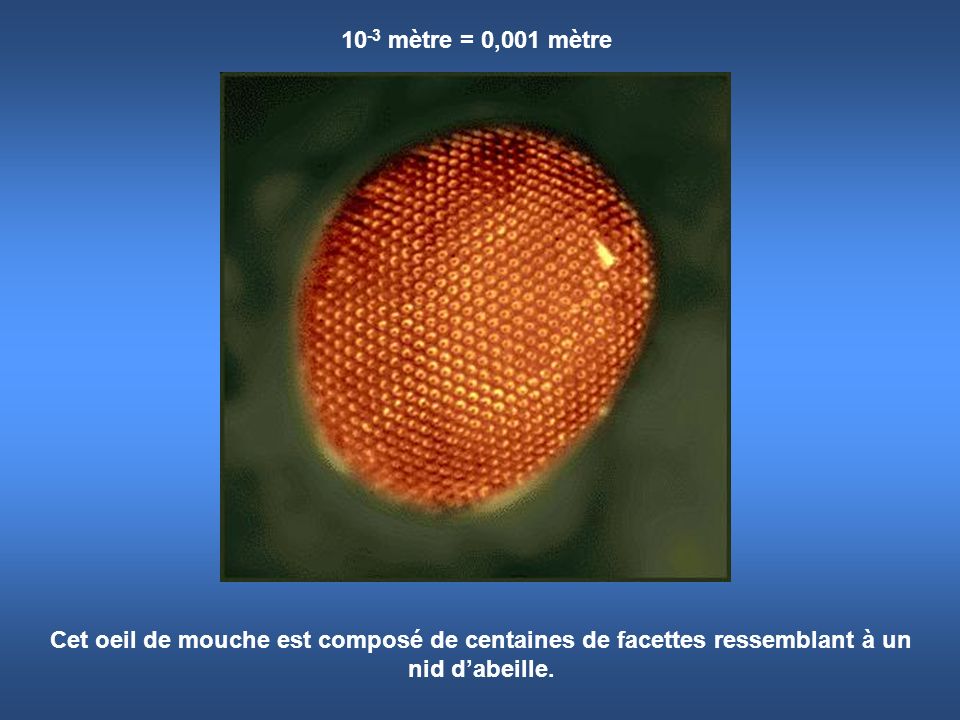 10-3 mètre = 0,001 mètre Cet oeil de mouche est composé de centaines de facettes ressemblant à un nid d’abeille.
