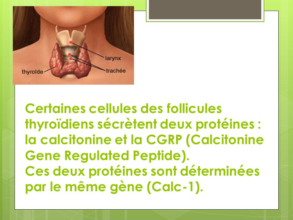 Certaines cellules des follicules thyroïdiens sécrètent deux protéines : la calcitonine et la CGRP (Calcitonine Gene Regulated Peptide).