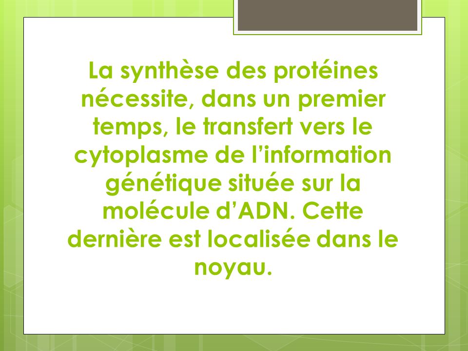 La synthèse des protéines nécessite, dans un premier temps, le transfert vers le cytoplasme de l’information génétique située sur la molécule d’ADN.