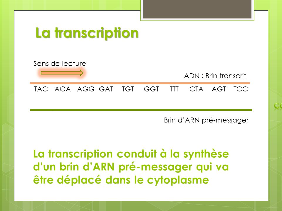 La transcription Sens de lecture. ADN : Brin transcrit. AUG. TAC. ACA. AGG. GAT. TGT. GGT. TTT.