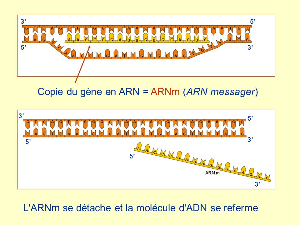 Copie du gène en ARN = ARNm (ARN messager)