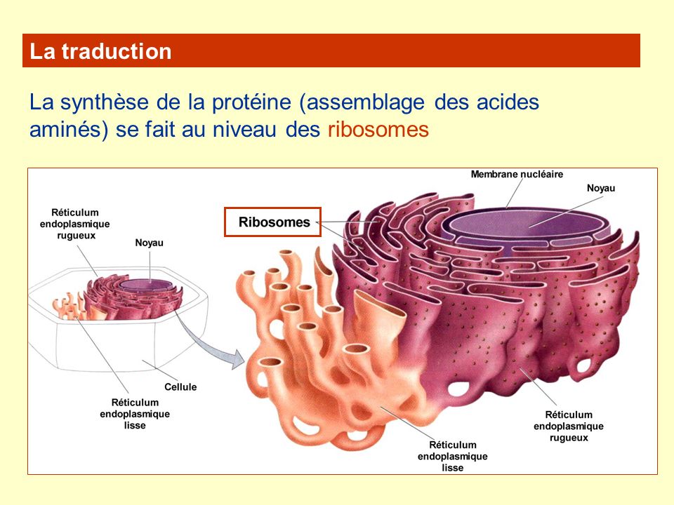 La traduction La synthèse de la protéine (assemblage des acides aminés) se fait au niveau des ribosomes.