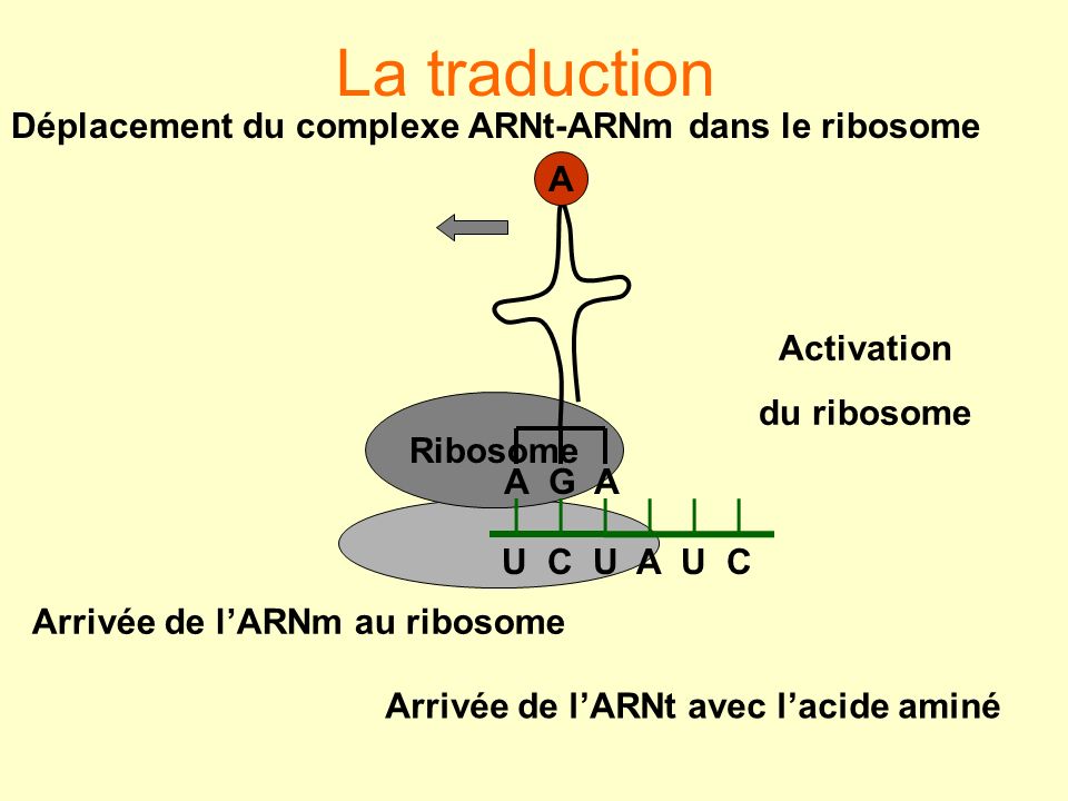 Déplacement du complexe ARNt-ARNm dans le ribosome