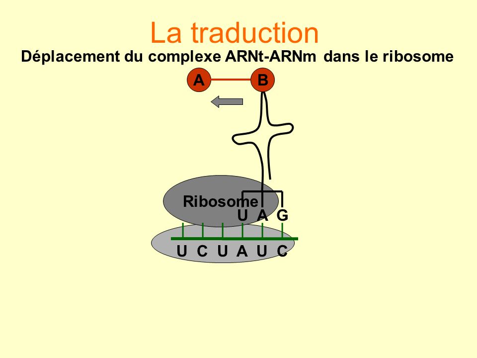 Déplacement du complexe ARNt-ARNm dans le ribosome