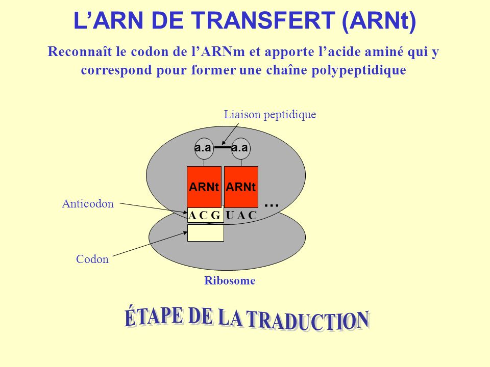 L’ARN DE TRANSFERT (ARNt)