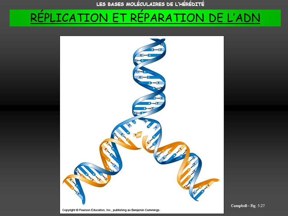 RÉPLICATION ET RÉPARATION DE L’ADN