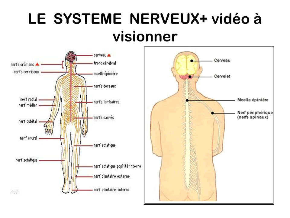 LE SYSTEME NERVEUX+ vidéo à visionner