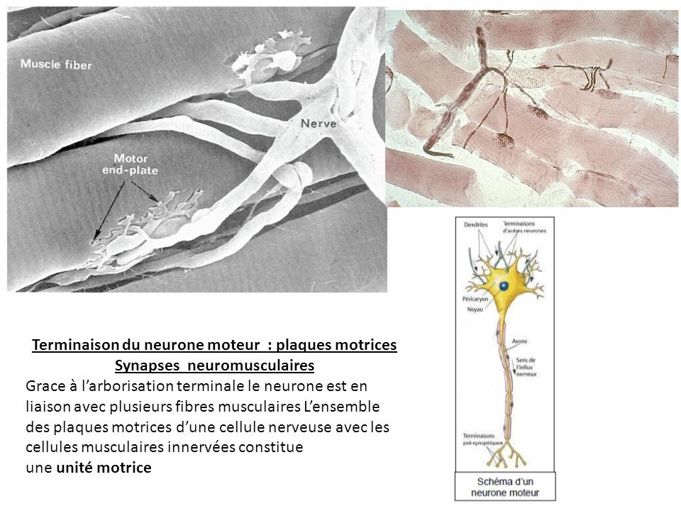 Terminaison du neurone moteur : plaques motrices